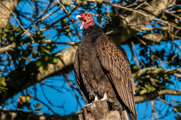 A turkey vulture (Cathartes aura), also know as a turkey buzzard, sits perched in a tree in the hills of Monterey in central California.  
