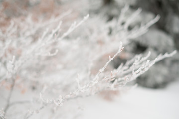 Detail of a single isolated frozen branch of a tree in snowy winter landscape