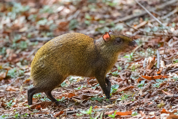 Agouti, Dasyprocta punctata, animal in the forest in Costa Rica 