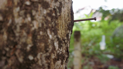 a rusty nail on the tree stem