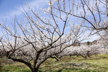 Fototapeta premium 曽我梅林