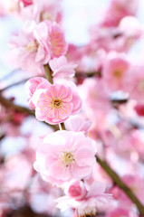 Fototapeta premium 紅梅の花
