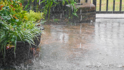 Fototapeta na wymiar Rain on the plants at the house yard