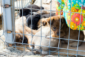puppies in a pile sleeping in a kennel