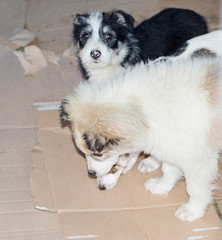 two young dogs in the shelter