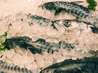 Fresh fish are freeze.