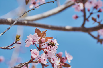 Pretty almond tree with pink flowers in the month of February