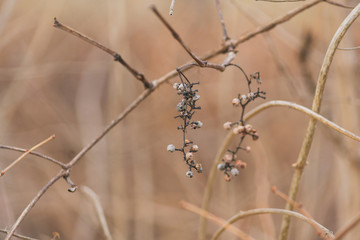 Dried berries on a branch on a field