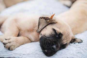 English Mastiff puppy and butterfly
