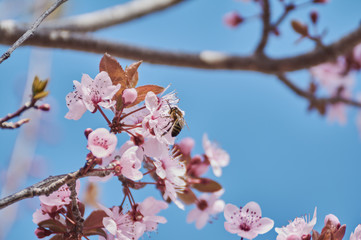 Fototapeta premium Pretty almond tree with pink flowers in the month of February