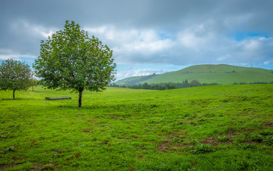 Fototapeta na wymiar árvore no campo verdejante