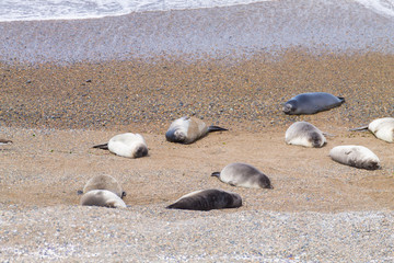 Elephant seals on Caleta Valdes beach, Patagonia, Argentina