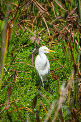 Cattle egret bird. Florida. USA. 