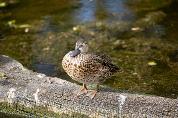 Anas bird. Florida. USA. 