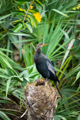 Anhinga - snake bird. Florida. USA.  