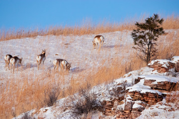 Pronghorn, Tree and Rocks