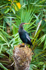 Anhinga - snake bird. Florida. USA.  