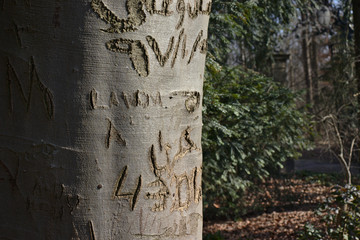 Drzewo z napisami wyrytymi nozem