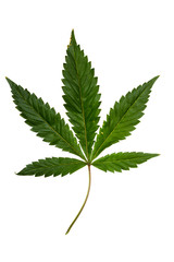 Cannabis leaf over white