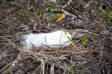 Bird seatting on a nest. Florida. USA