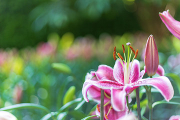 Fototapeta premium Lily in the garden