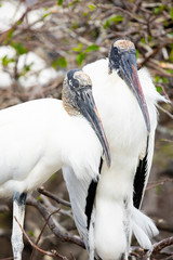 Wood stork birds. Florida. USA