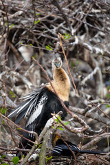 Anhinga - snake bird. Florida. USA.  