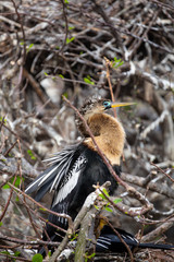 Anhinga - snake bird. Florida. USA.  