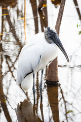 Wood stork birds. Florida. USA