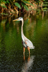 Great blue heron bird. Florida. USA.