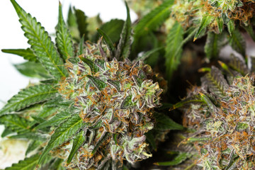 Obraz premium Harvesting time for cannabis