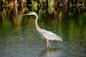 Obraz premium Great blue heron bird. Florida. USA.