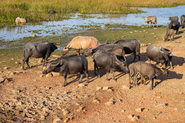 Group of buffalo searching for food in Songhkla lake.