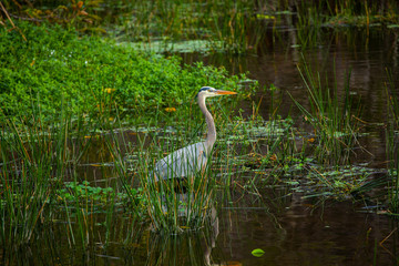 Great blue heron bird. Florida. USA.