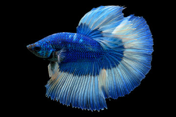 Blue fighting fish isolated on black background