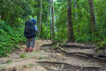 Obraz premium Man hikers tourist standing at the rainforest.