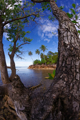 tree on the beach