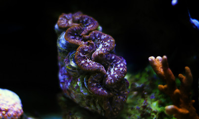 Tridacna maxima colorful clam isolated in reef aquarium