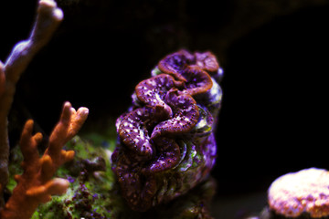 Tridacna maxima colorful clam isolated in reef aquarium