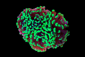 Euphyllia hammer LPS coral isolated shot  - obrazy, fototapety, plakaty