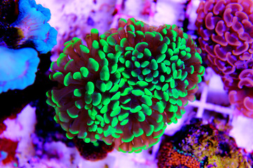 Euphyllia hammer LPS coral isolated shot  © Kolevski.V