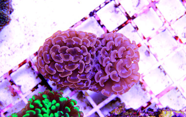 Euphyllia hammer LPS coral isolated shot  © Kolevski.V
