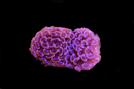 Euphyllia hammer LPS coral isolated shot 