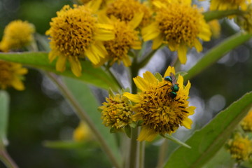 fly on yellow flowers in garden
