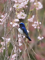 シダレザクラとオオルリ　Cherry Blossoms & Blue-and-white flycatcher