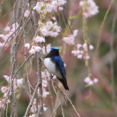 シダレザクラとオオルリ　Cherry Blossoms & Blue-and-white flycatcher	