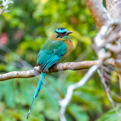 Turquoise-browed motmot, Eumomota supercilious, tropical bird in Central America