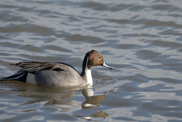 Pintail