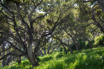 Coastal Live Oak trees (Quercus agrifolia)  in the hills of Monterey, California, as light shines...