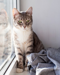 Cute young cat with a confident and steady gaze sits relaxed on the window sill, leaning against the window, basking in the rays of the sun.